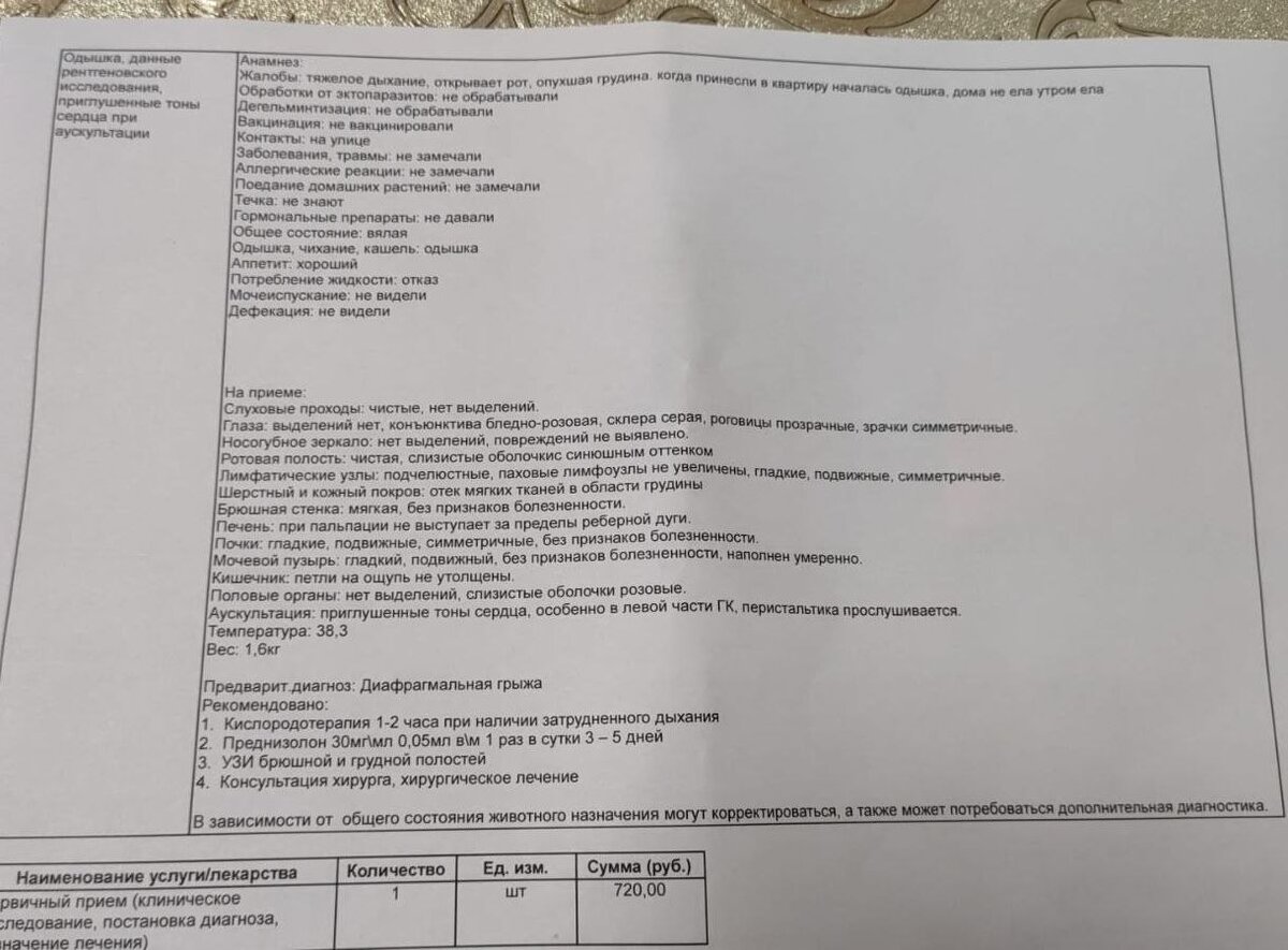 🆘🆘🆘 Разрыв диафрагмы, возможно от удара. Малышку спасёт только срочная  операция. Очень нужна помощь🙏🙏🙏 | Любовь с когтями | Дзен