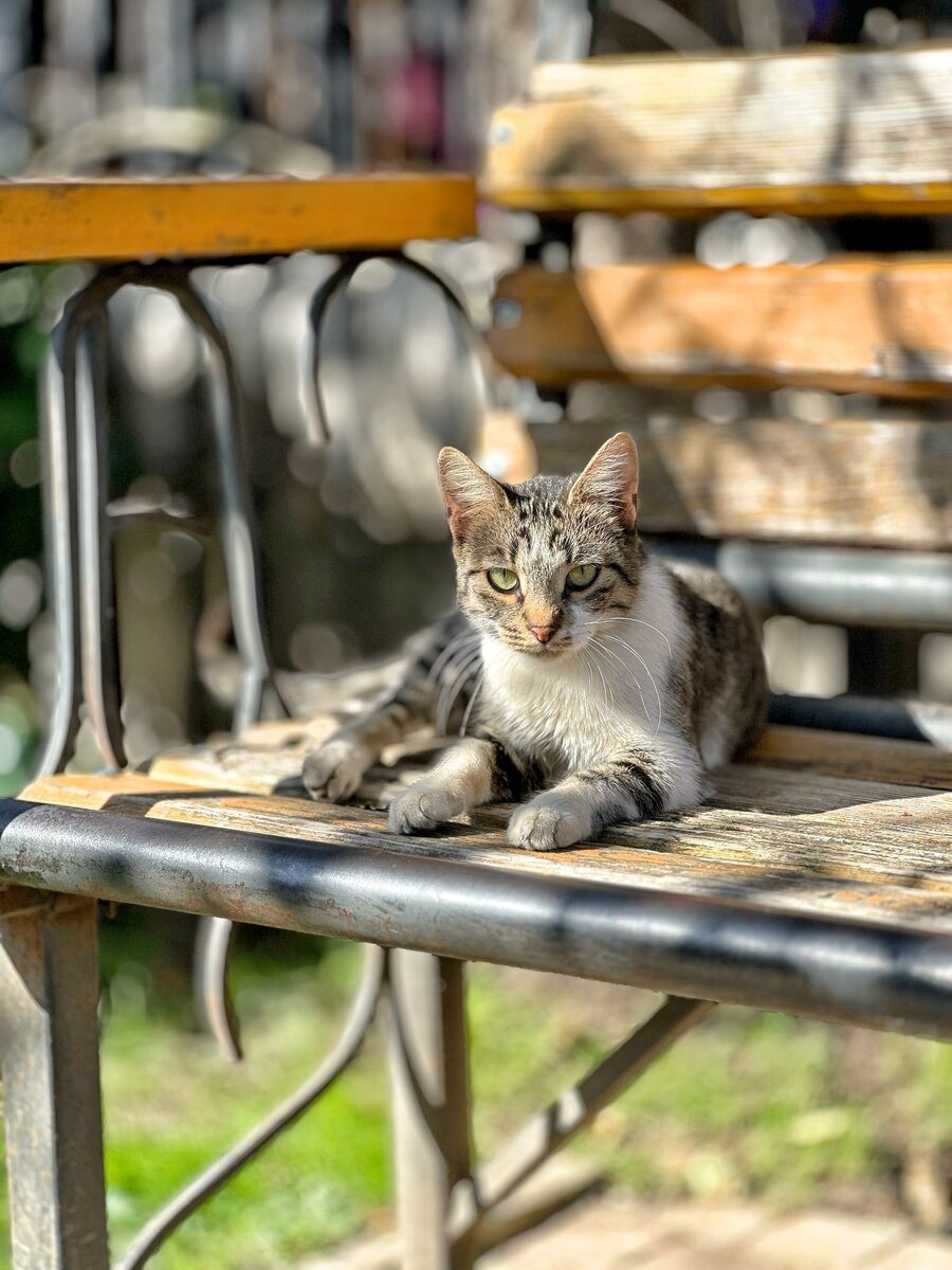Да нет у меня никакой манивилича! Лапу целуй 