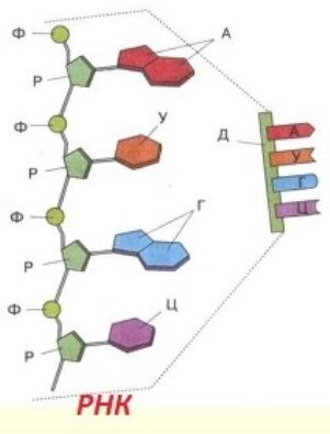 фрагмент  молекулы РНК