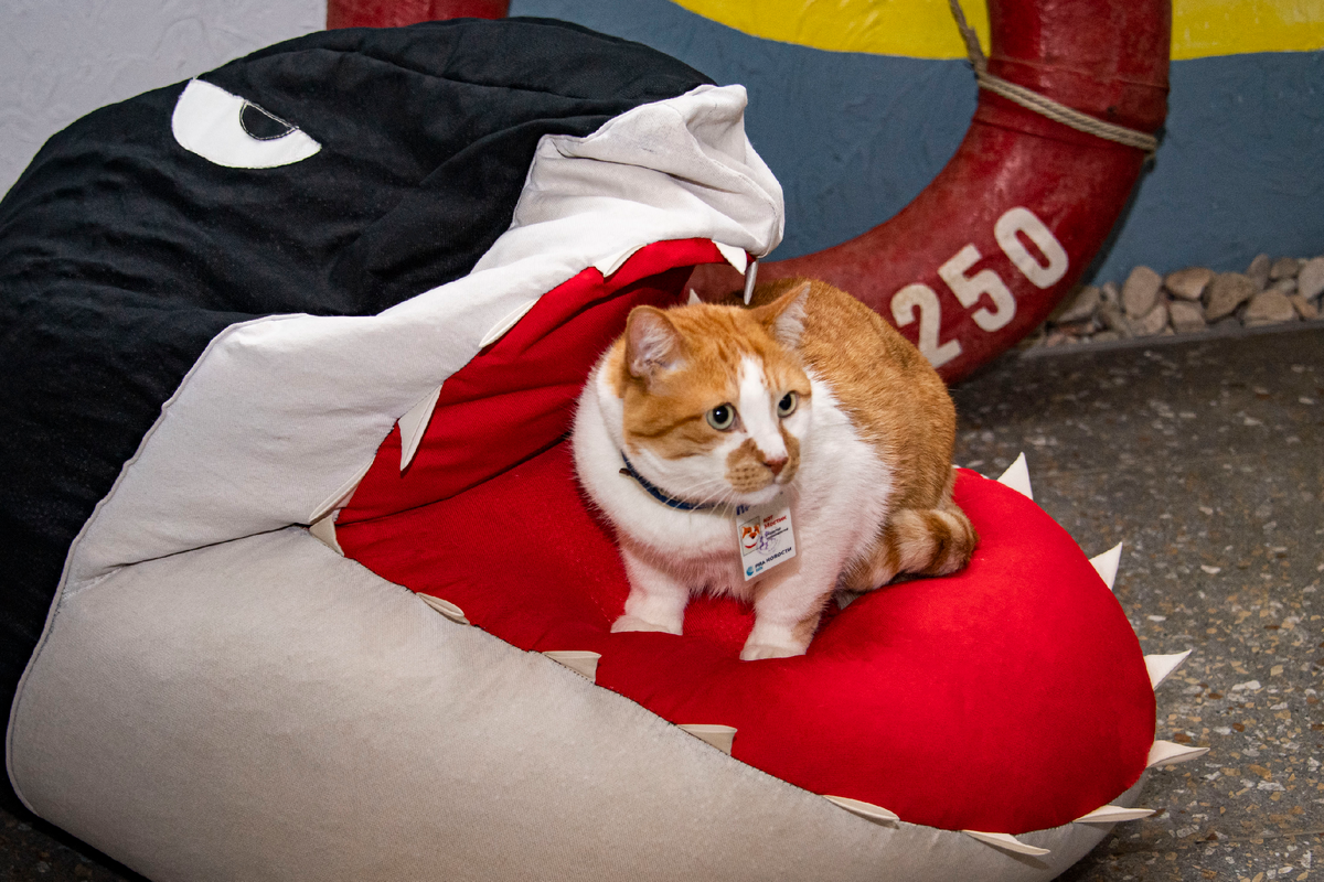 Новые “Челюсти”. Кот Мостик в главной роли.