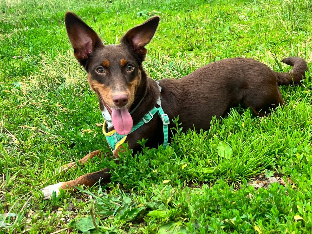 как же хороша Ириска!