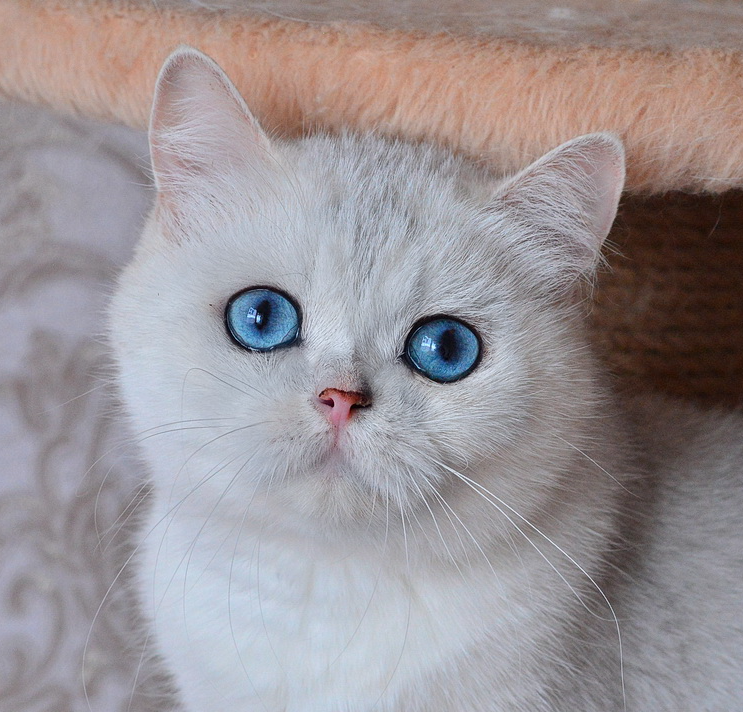 Британская шиншилла кошка с доминантными голубыми глазами. Шиншилла воронеж
