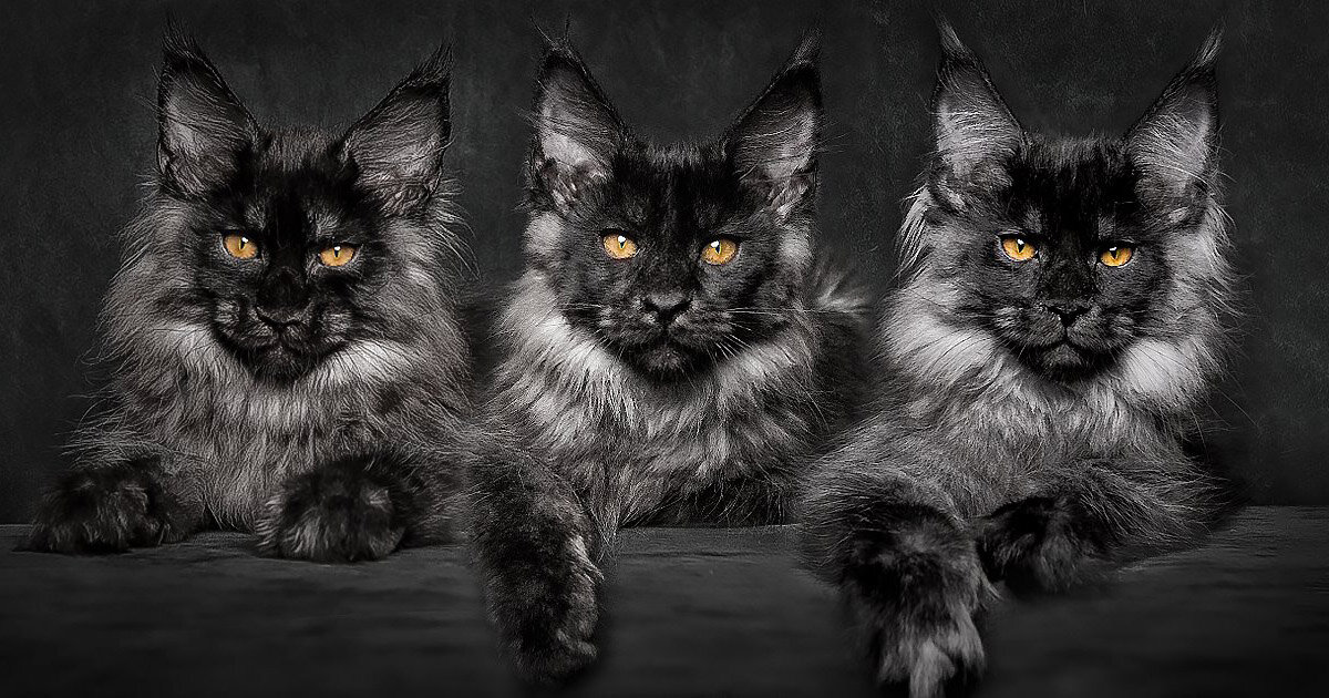 Кошка мейн кун фото цена Самые ласковые породы кошек Все про кошек и много интересного Дзен