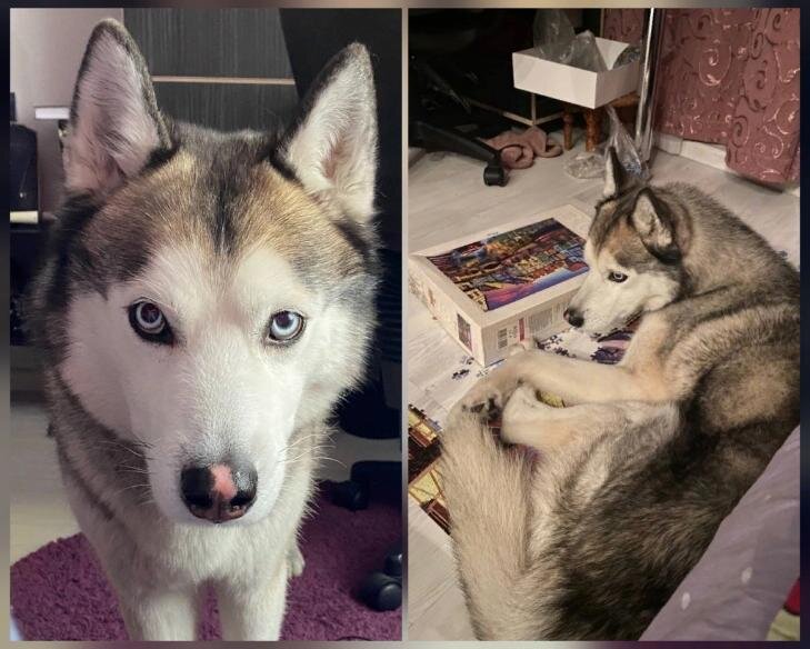    Возвращения пса Норда в семью с нетерпением ждут жители Новосибирска. Фото из личного архива