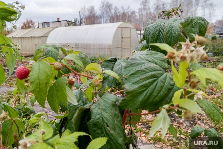    Два дня назад житель Челябинска смог набрать стакан малины
