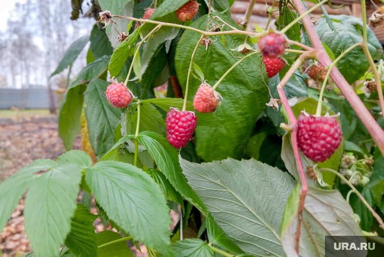    На Южном Урале ягоды можно собрать и в октябре