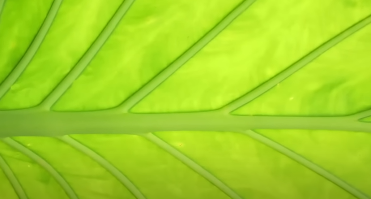 Шаблон природы в листе, артерия листа