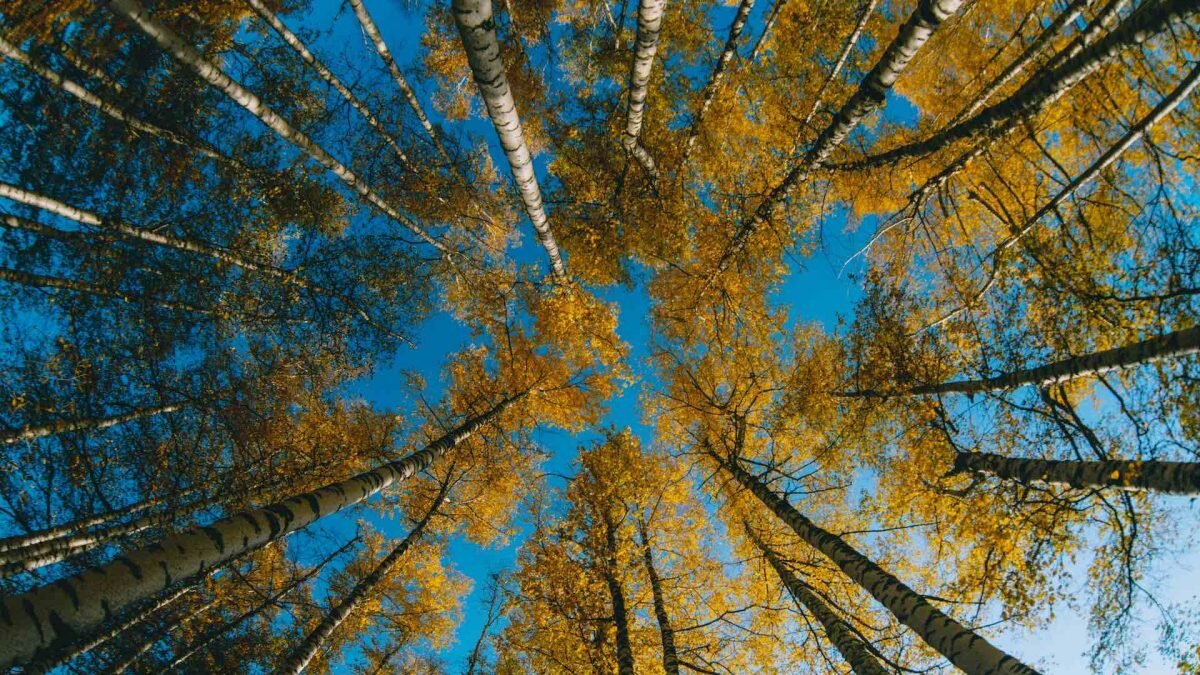    Фото: Unsplash Август Макаров