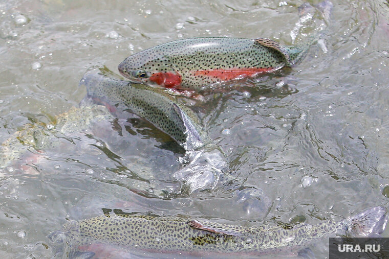    Потепление климата снизило объемы выращенной в регионе рыбы