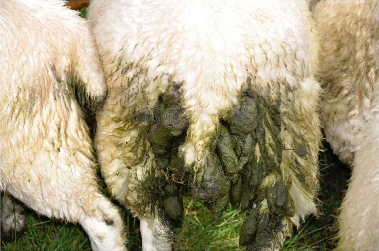 фото из инета