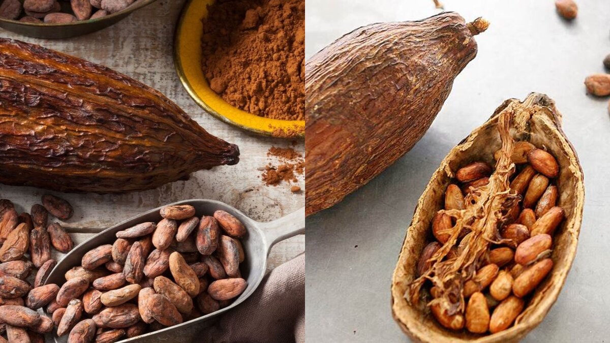 Так выглядят какао-бобы.