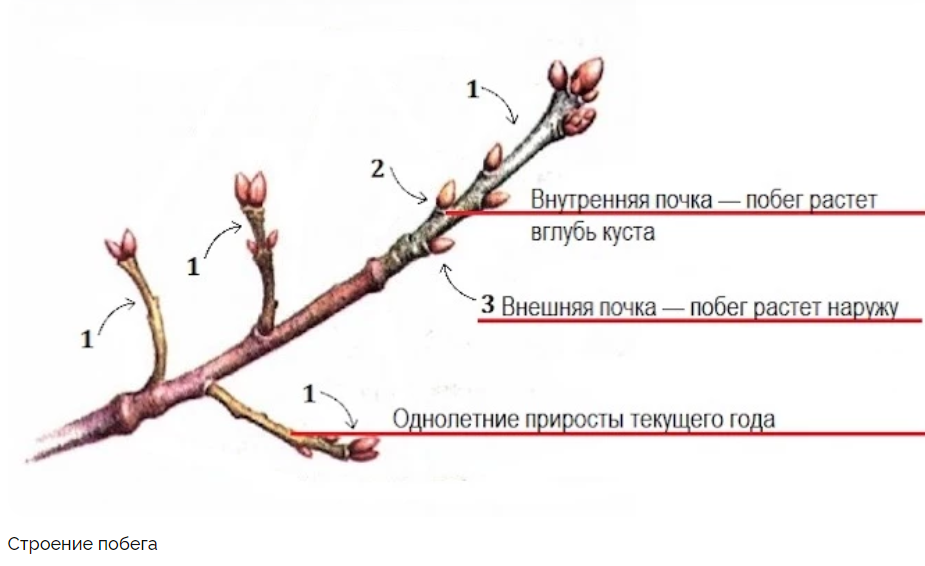 Схема обрезки красной смородины