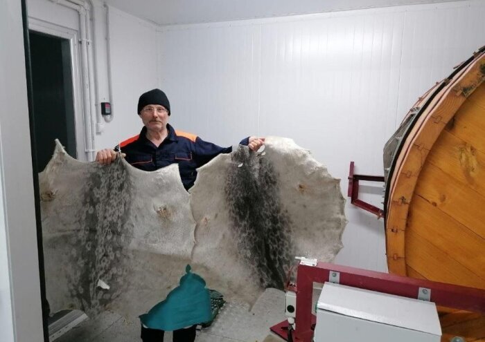 Фото: Минсельхоз Чукотского автономного округа. В селе Лорино уже действует один завод, на котором занимаются выделкой шкур морского зверя. 