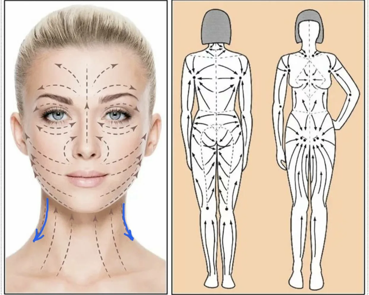 Движение лимфы показано по данным линиям - её активное движение важный момент для здоровья и похудения