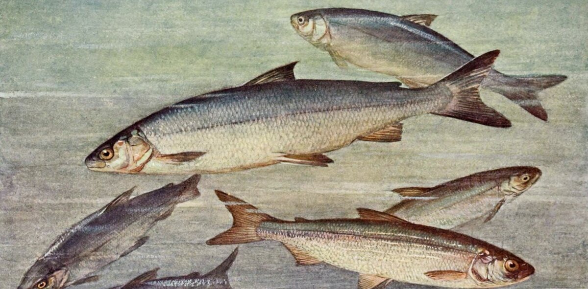 Сиги. Иллюстрация XIX в. 