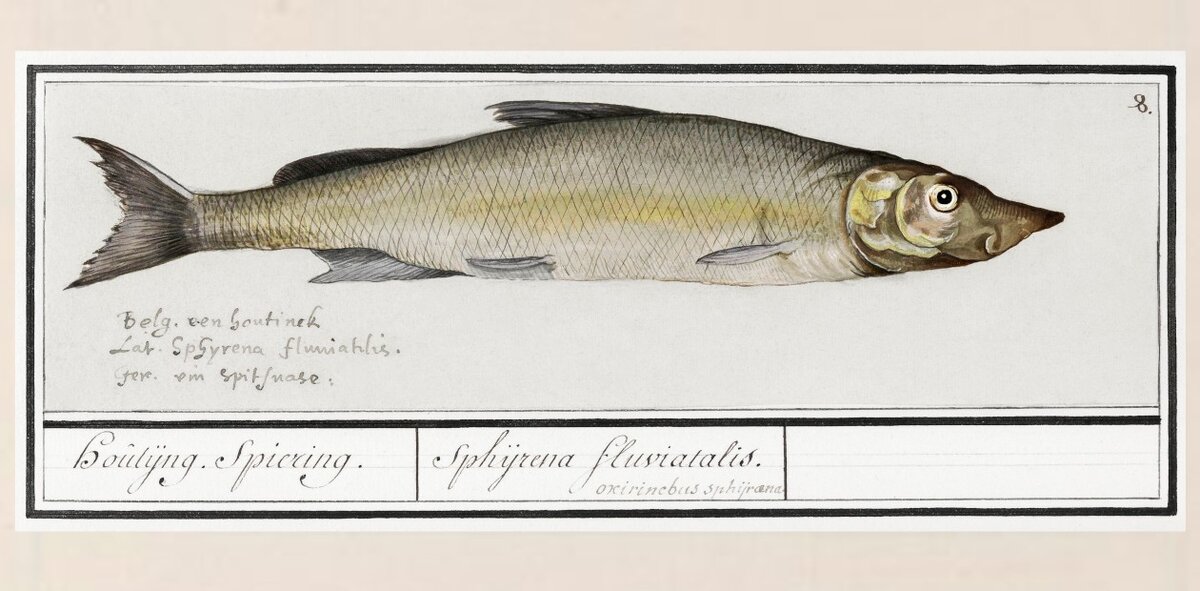 Беломорская  ряпушка (Coregonus oxyrinchus). Рис. Ансельма Боэция де Будта, 1596–1610 гг. Рейксмузеум (Амстердам, Нидерланды). Public Domain
