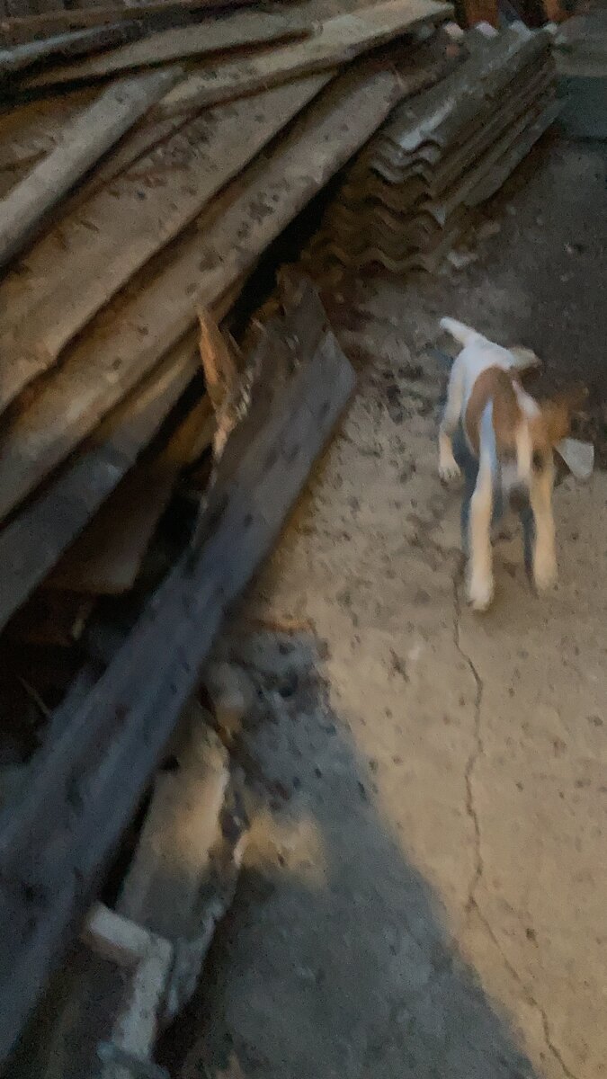 Это вечер. Смазанный Антоха и ухи врастопырку понятно ж почему? Да у нас все фотки тыгдыков смазанные!