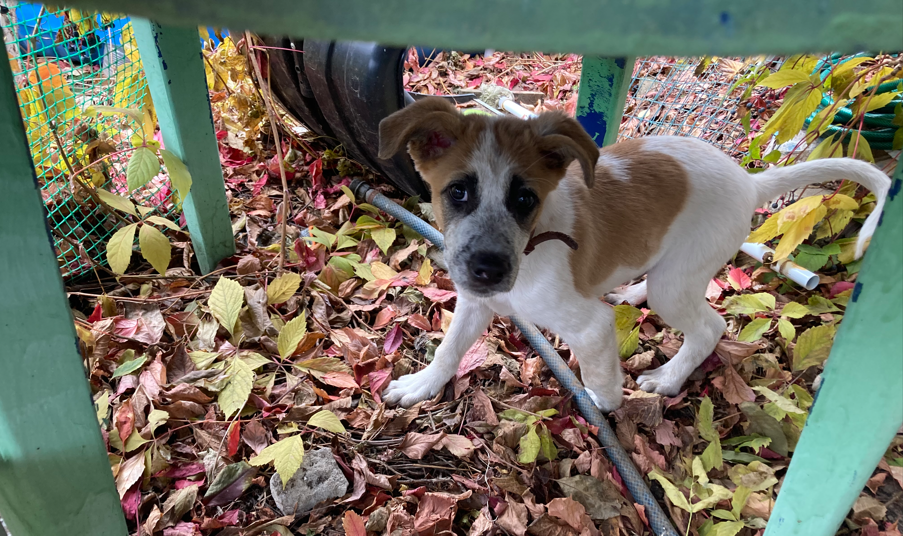 Старый пластиковый стол в беседке под девичьим виноградом. Тут не капает. 