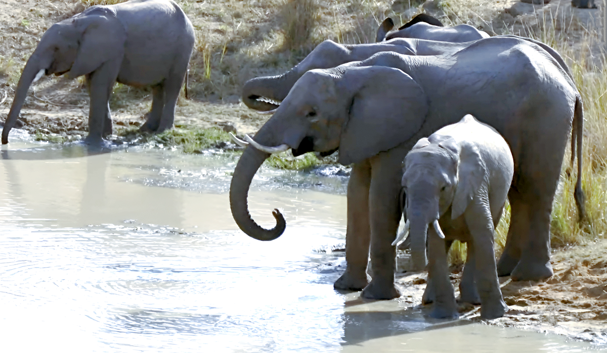 Кадр из передачи “Звёзды в Африке 3”.
