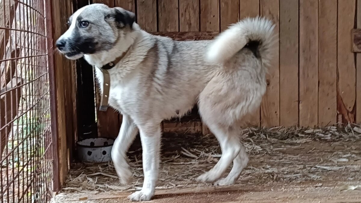 И пусть хозяева были - не очень, пусть бросили, и поступили жестоко. Собаки этого не понимают. Они тоскуют, недоумевают, ждут...
