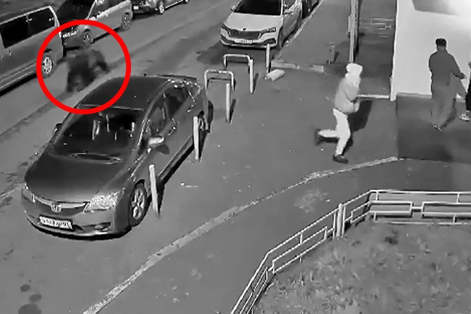     Медведь во дворе дома на ул. Борисова в Студгородке