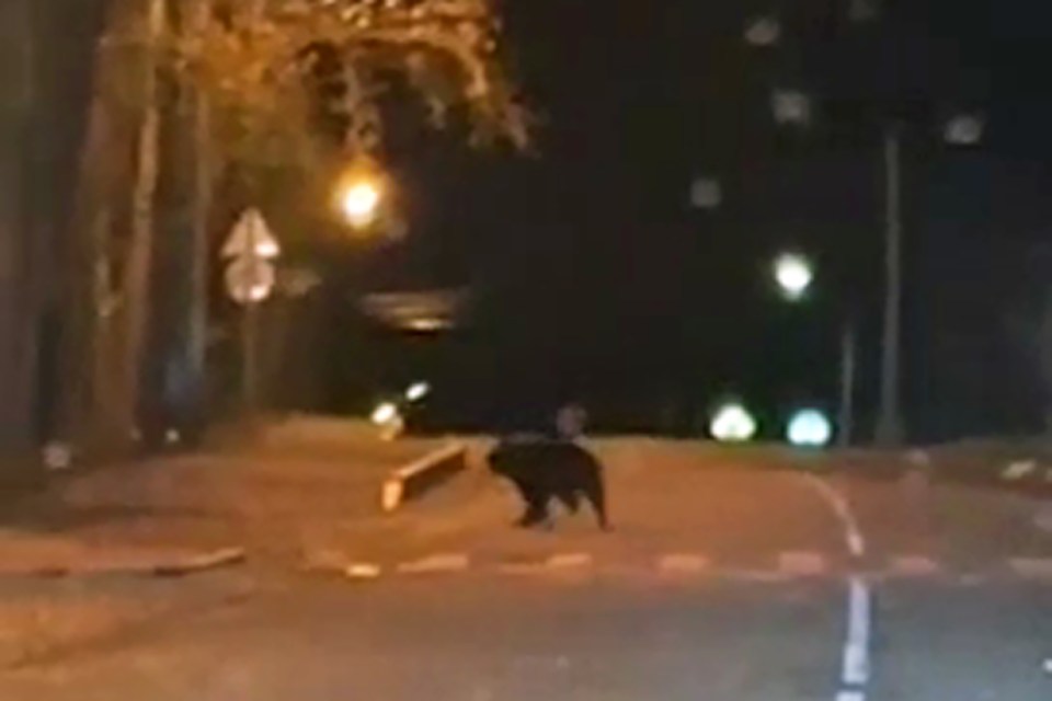     Медведь в районе Свято-Успенского мужского монастыря