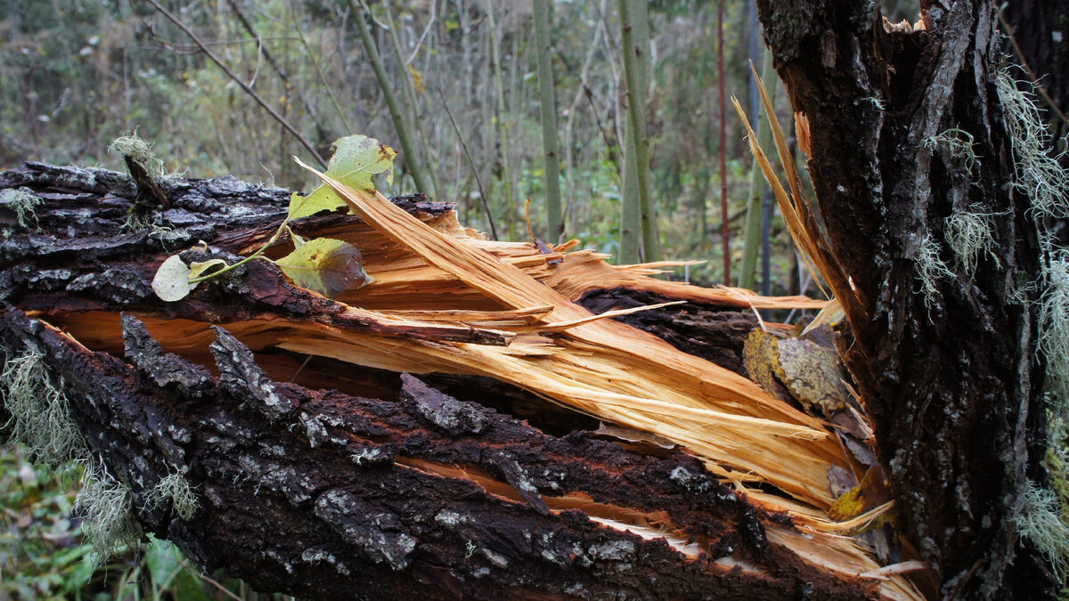 Поломанное ураганом дерево 
