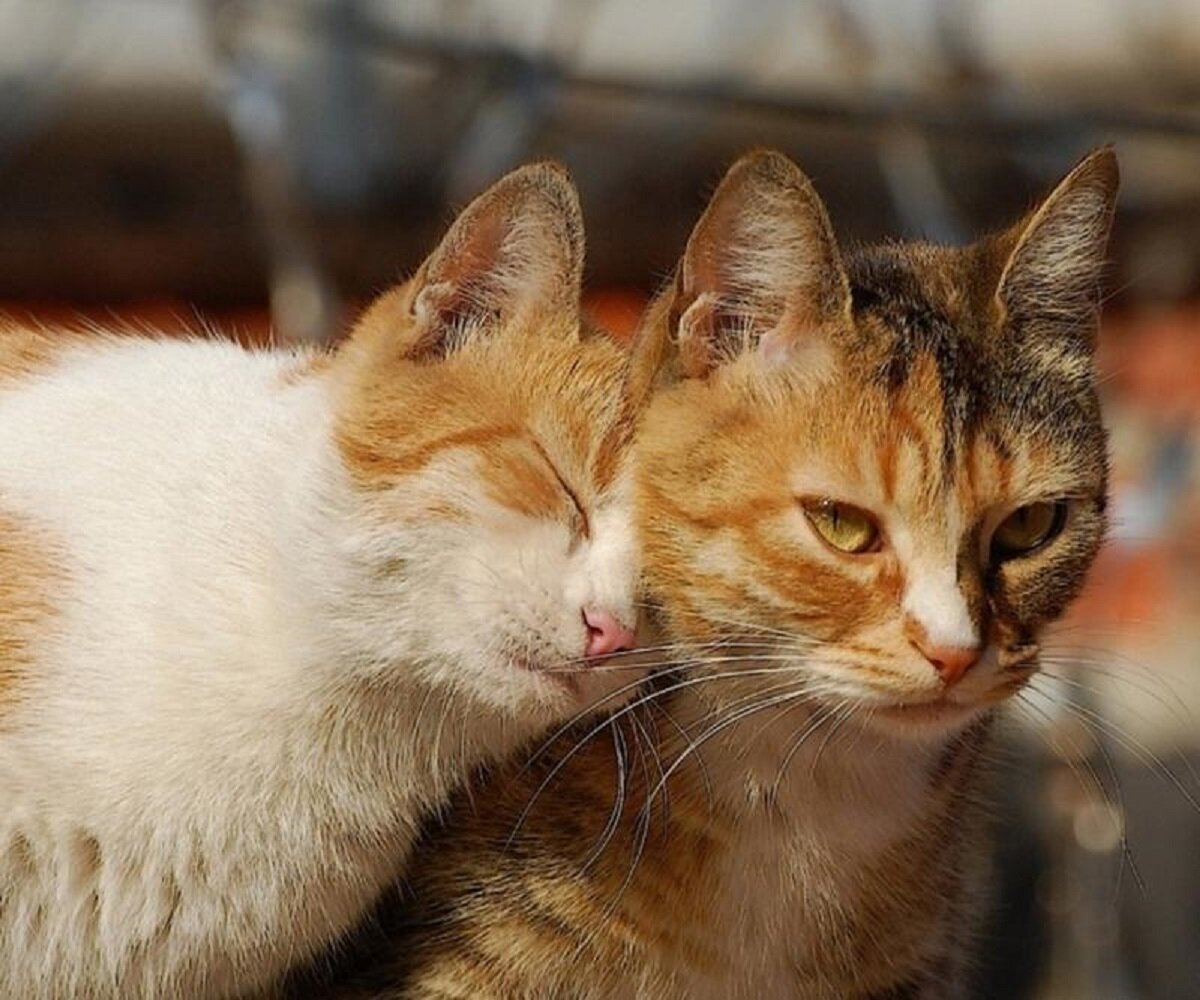 Другие кошки. Котики любовь. Люблю котика. Кот и кошка. Кошка подлизывается.