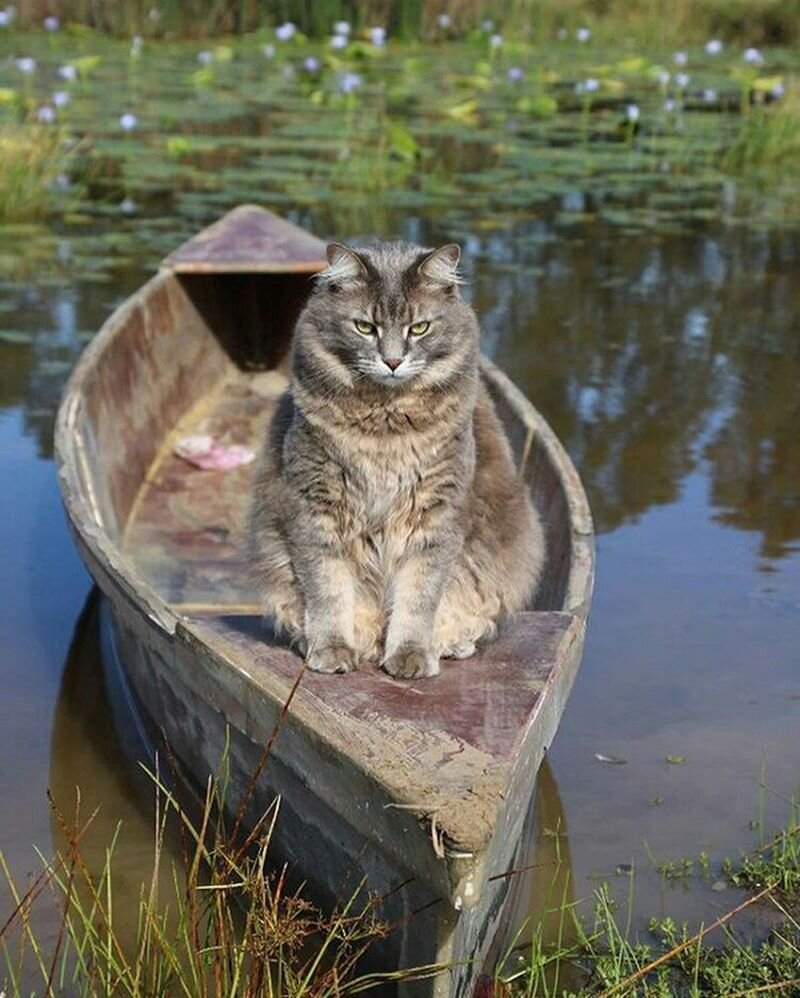 Кошки в озерах. Кот в лодке. Кошка в лодке. Кот Рыбак. Речные котики.