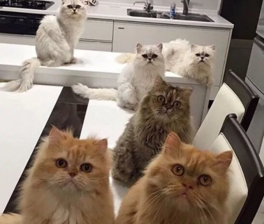 Смотрите через несколько. Несколько котов. Много котиков. Много смешных котов. Кот Мем.