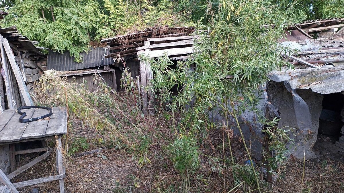 У жителя Скадовского округа изъяли 108 кустов конопли