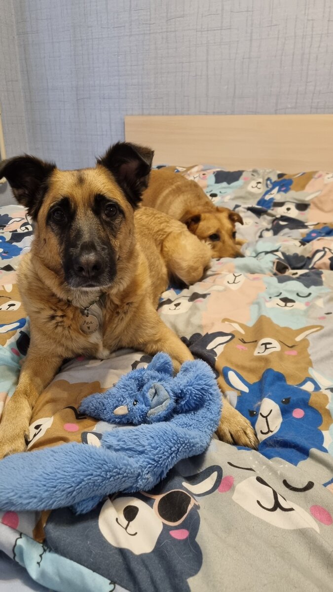 Лея и Арья всем своим видом доминируют над нами на нашей же кровати