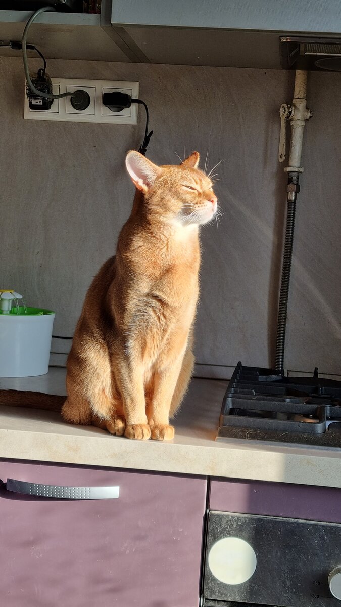 Альф, всем своим видом показывает, что он и есть вершина пищевой цепи