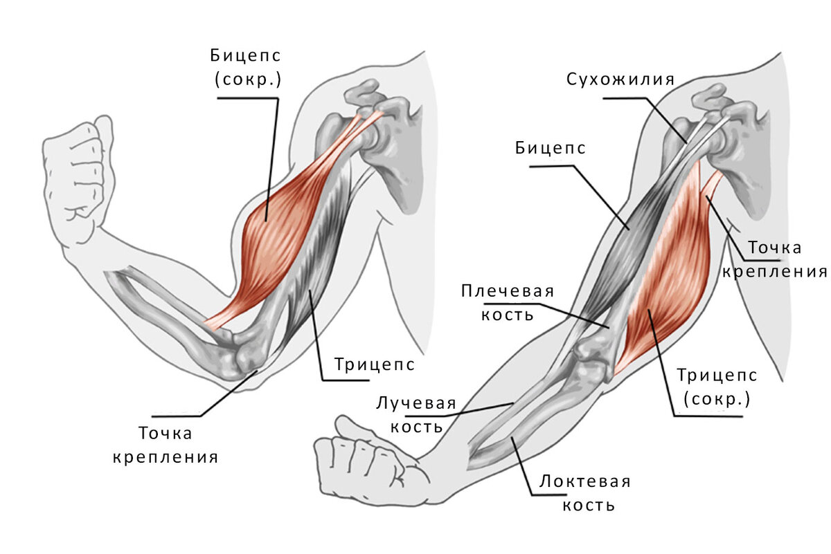 Biceps a triceps sale