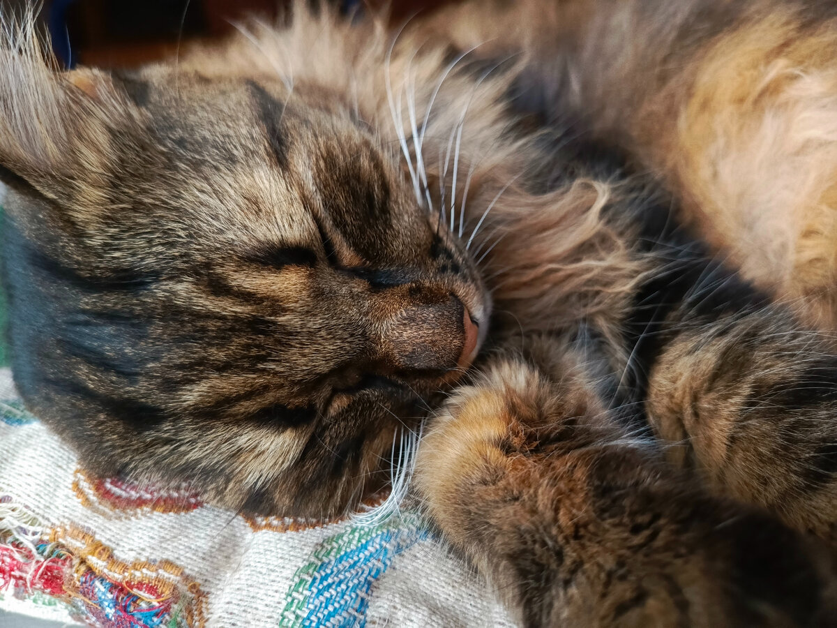 Кузя отдыхает