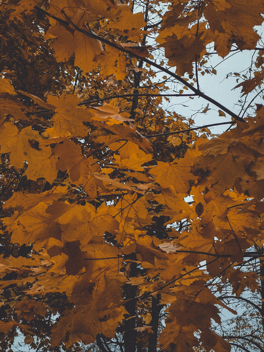 Клен особенно красив осенью.