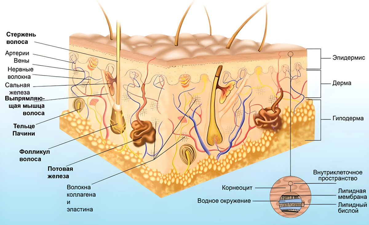Гиподерма соединительная ткань. Эпидермис дерма гиподерма. Строение гиподермы кожи человека. Подкожно-жировая клетчатка (гиподерма). Слой кожи гиподерма строение.
