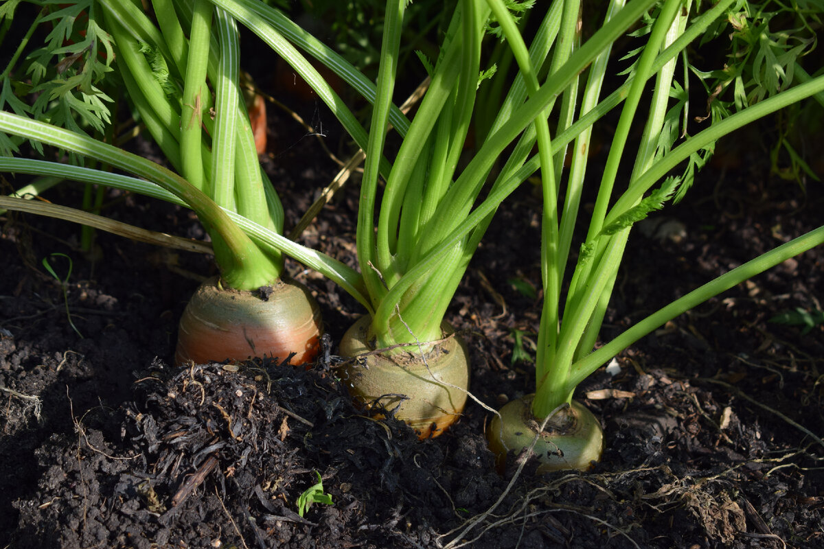 рядок с морковью(фото автора)