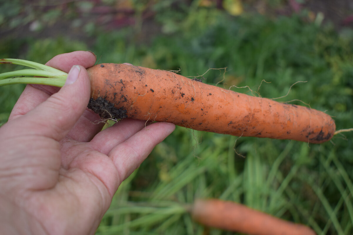 вот такая красивая и ровная вырастает у меня морковь(фото автора)