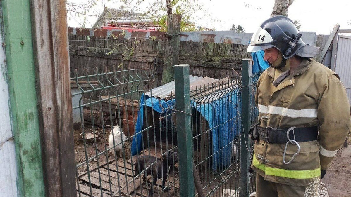     Шесть собак удалось спасти из горящего дома в Приморье. Сотрудники МЧС первым делом занялись эвакуацией хвостатых.