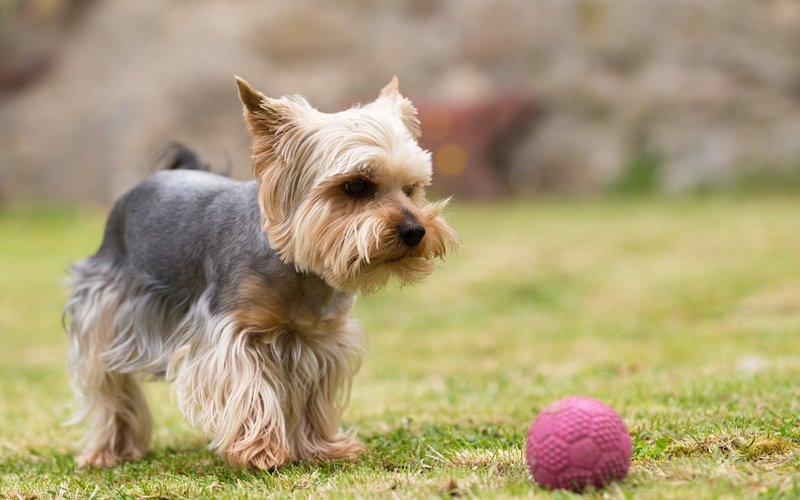 Сколько нужно гулять с собакой?