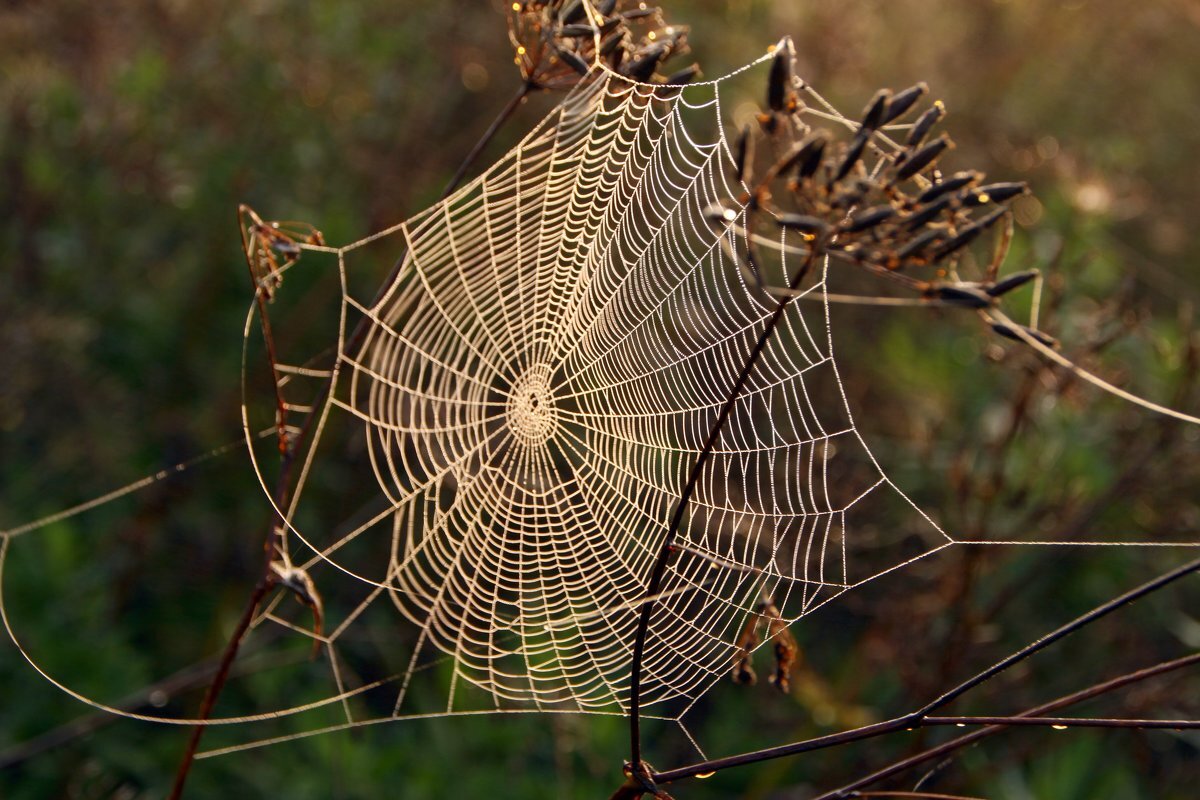 Паук сплел паутину как показано на рисунке. Паутина ловчая сеть. Ловчая сеть паука. Паук Тенетник паутина. Ловчая сеть паука крестовика.