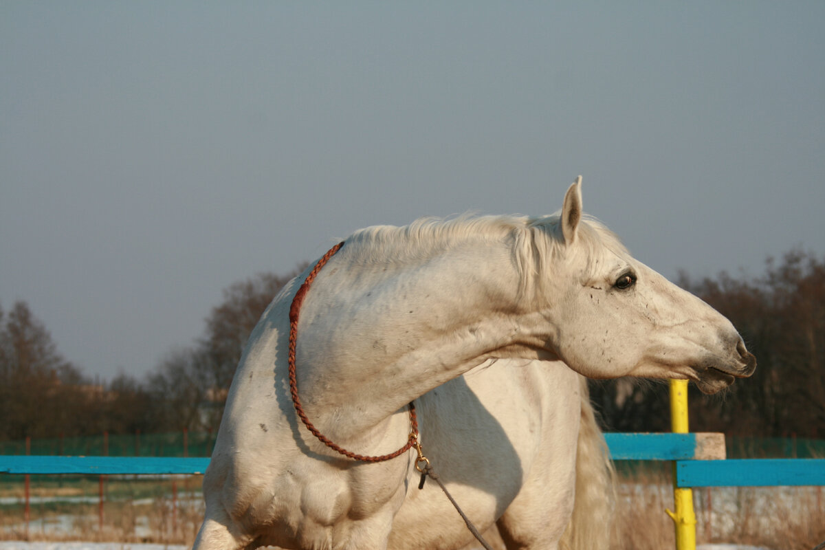 Орловский рысак Будапешт на занятии. Фото Алевтина Ольховских.