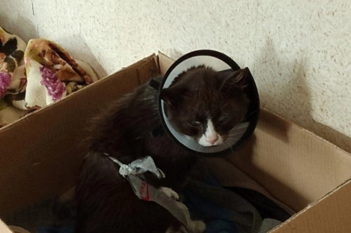    В Краснохолмском округе спасённая кошка попала в капкан и осталась без ноги