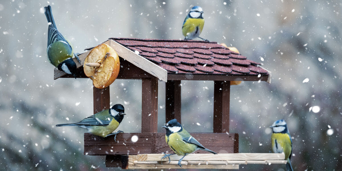    Фрукты, за исключением цитрусовых, тоже можно добавить в кормушкуArk Wildlife UK