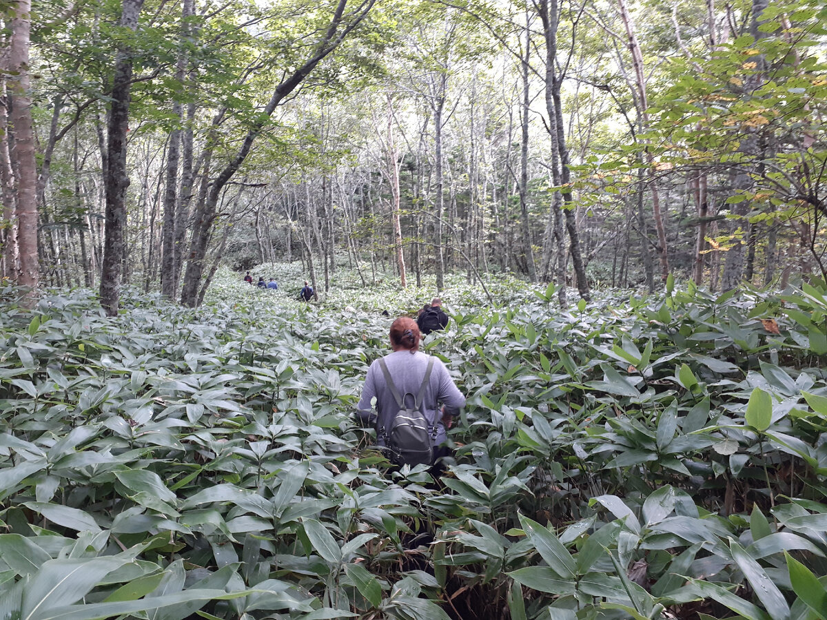 Бамбуковые заросли