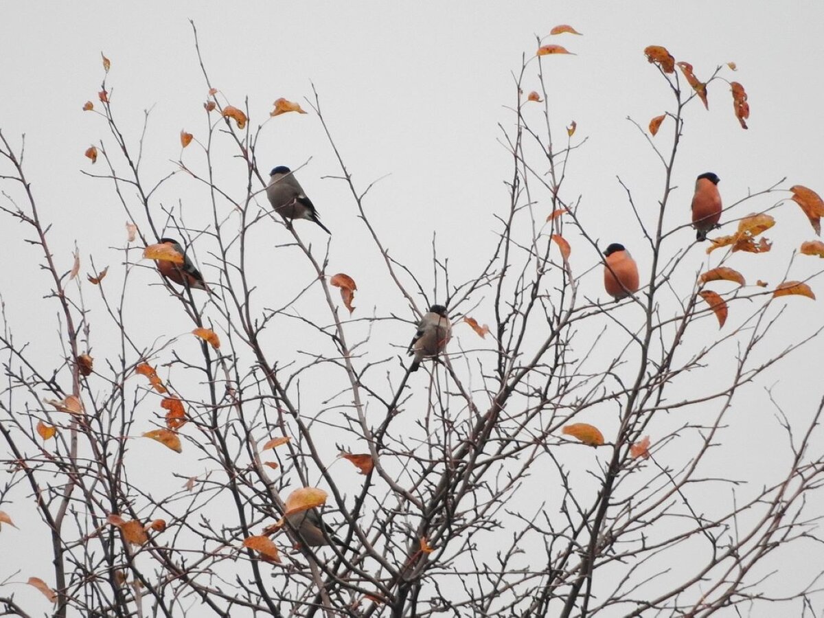    К домам курян прилетели снегири и свиристели