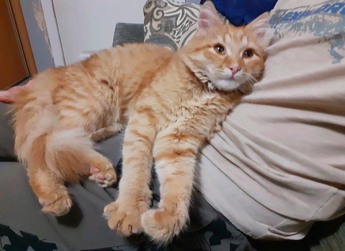 Хозяева Барсика потерялись. Мы ищем ему других. Надёжных.