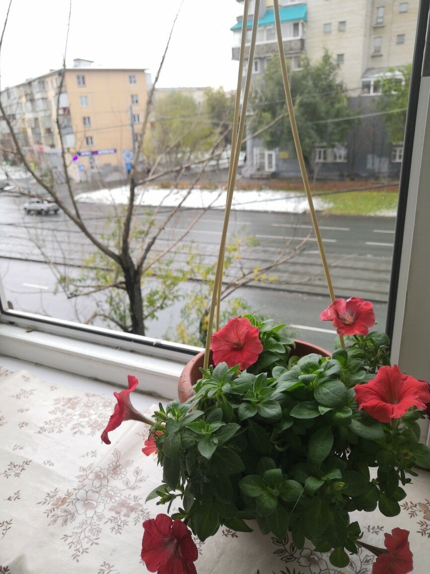 красные петуньи на белом  снегу. Снег и морозы пока с ними ничего не сделали.)