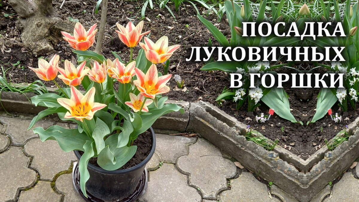  Сделать это чень легко при момощи такого приема, как посадка весеннелуковичных цветов в напольные горшки.  